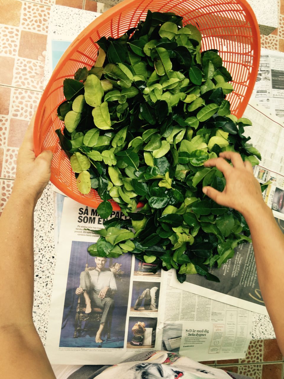 Drying lime leaves